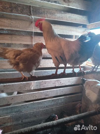 Яйца