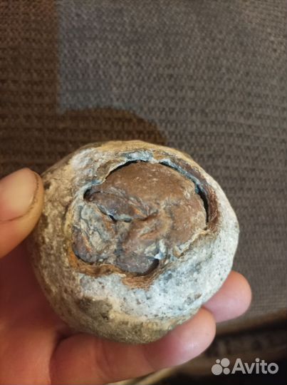 Окаменелости динозавров