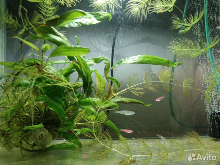 Аквариумные рыбки данио