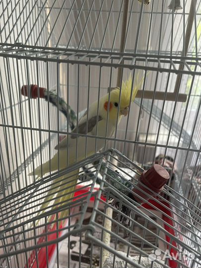 Попугай с клеткой