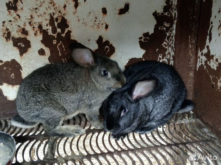 Кролики мясных пород