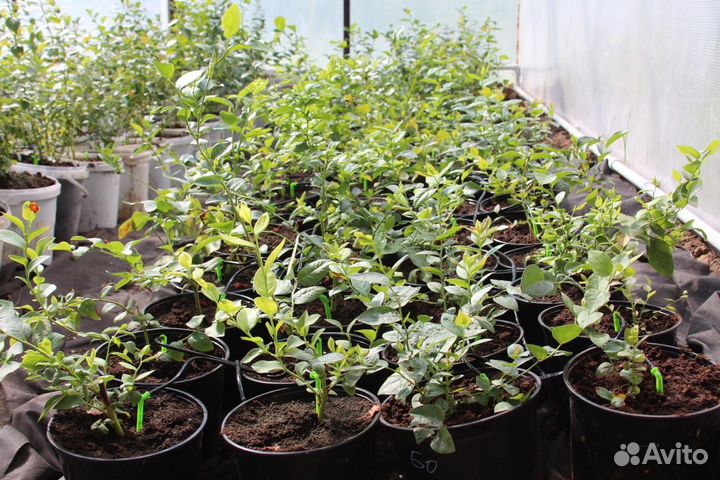 Голубика саженцы