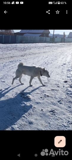 Продам кобель рабочий всл возраст 4