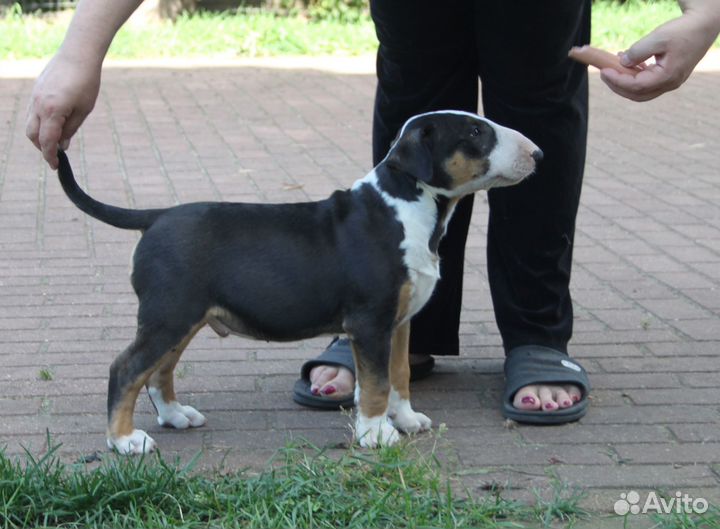 Высокопородные щенки бультерьера