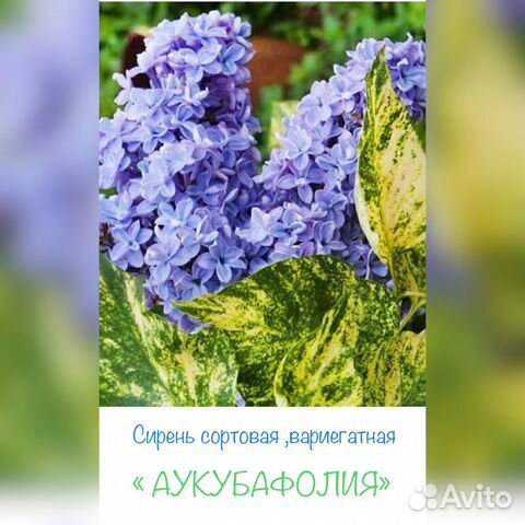 Сирень сортовая вариегатная «Аукубафолия» купить в Барнауле | Товары ...