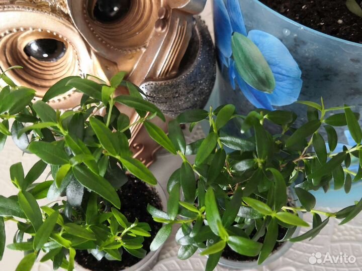 Миртовое дерево