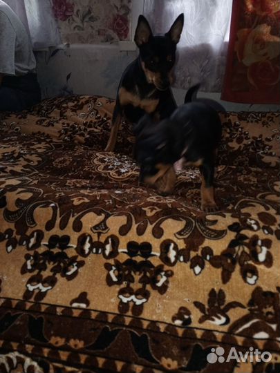 Щенок цвергпинчера