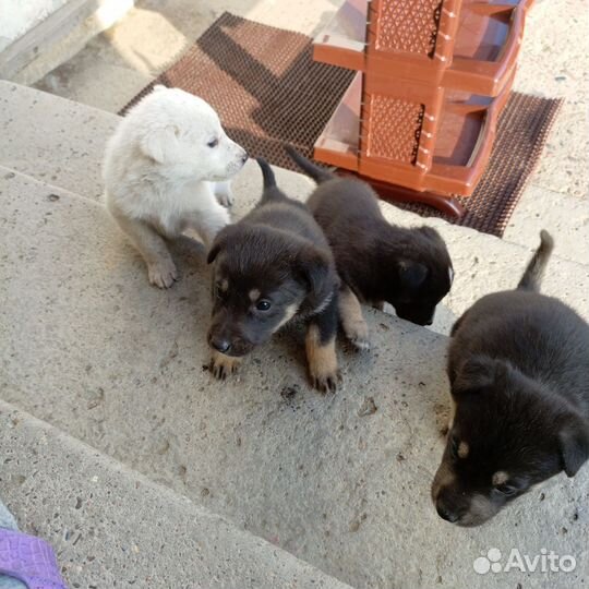Щенки