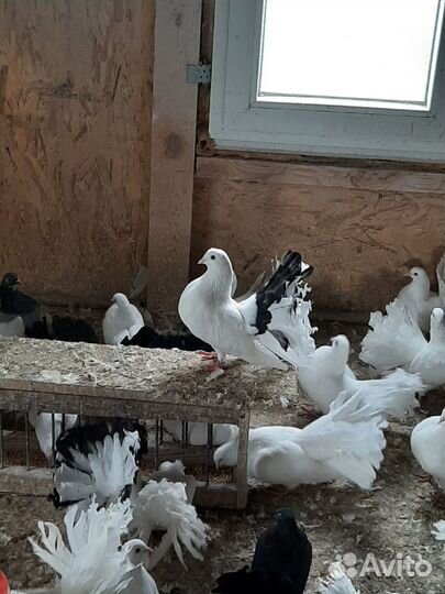 Голуби Павлины и Почтовые