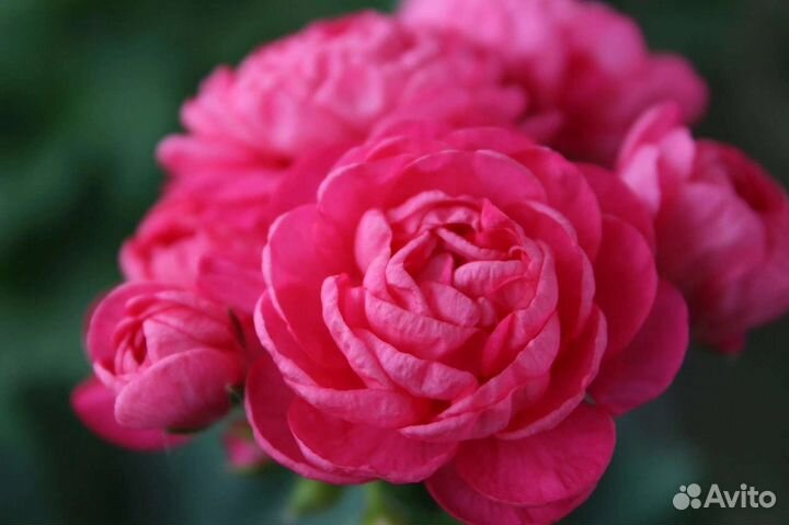 Пеларгонии