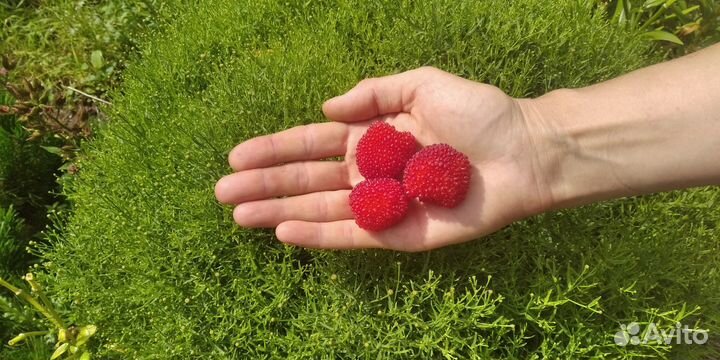 Тибетская малина саженцы