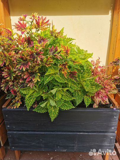 Колеусы вегетативные