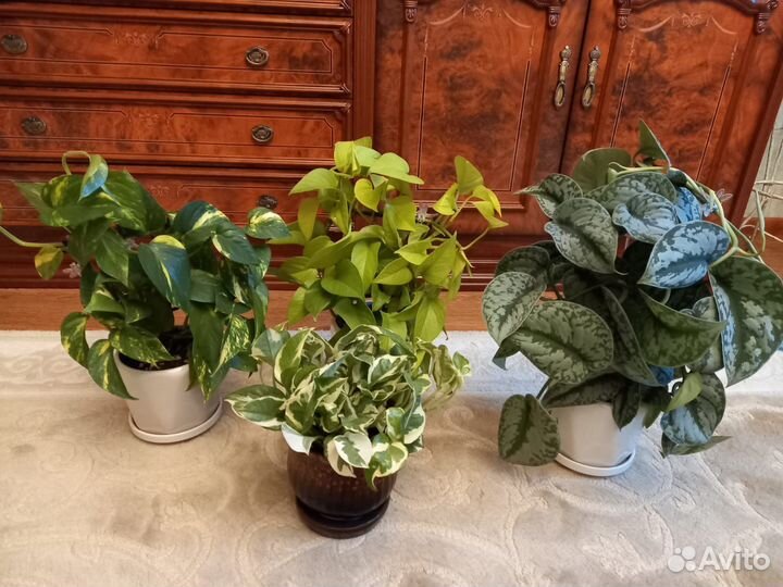 Комнатные растения