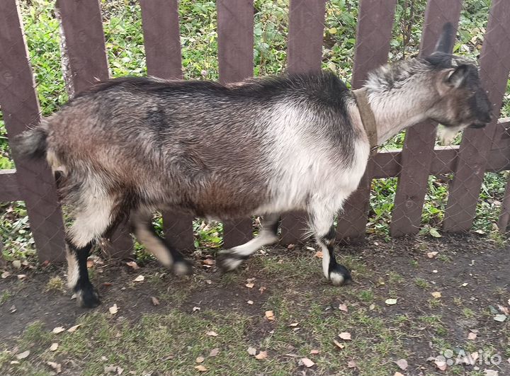 Нубийский козел