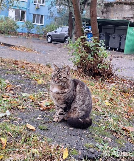 Курильский бобтейл