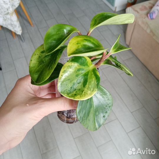 Пеперомия Грин Голд