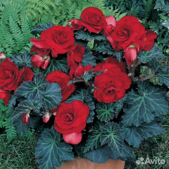 Бегония ампельная махровая (не черенки)