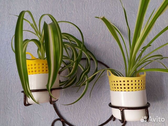 Цветы (Хлорофитум)