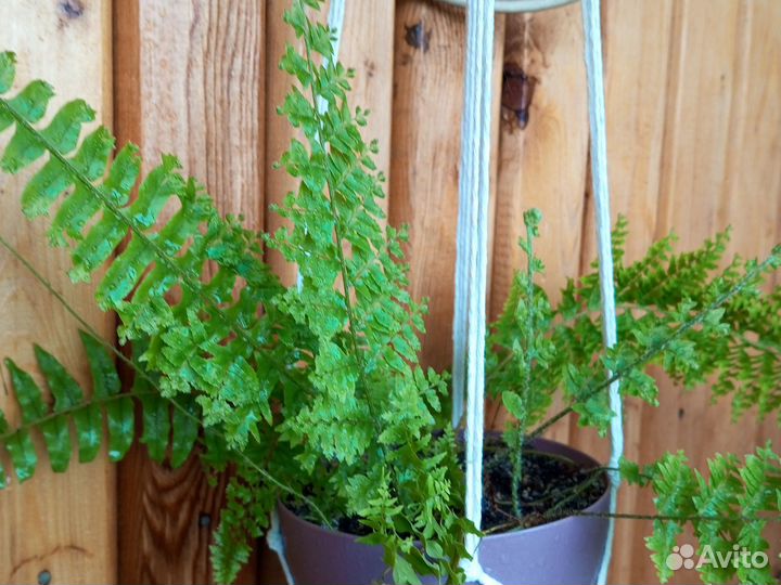 Спатифиллум, кислица, Сциндапсус, папоротник