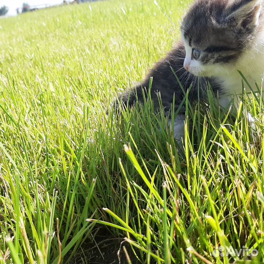 Маленький котенок