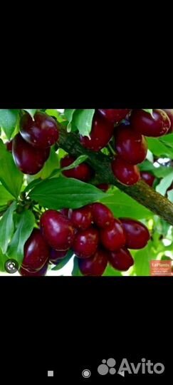 Черешня, груша, яблоня, персик, абрикос, слива