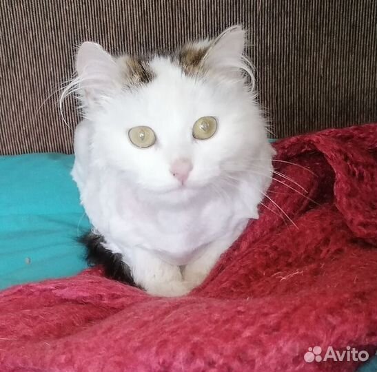 Возьмите кошку из приюта