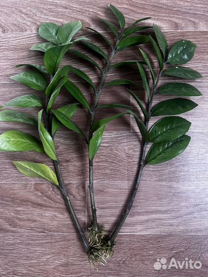 Замиокулькас