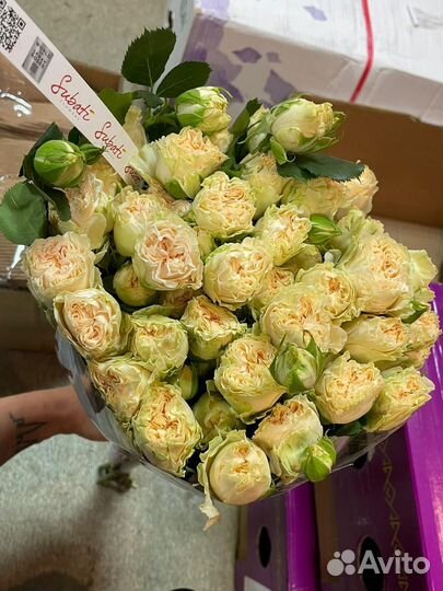 Кустовые пионовидные розы