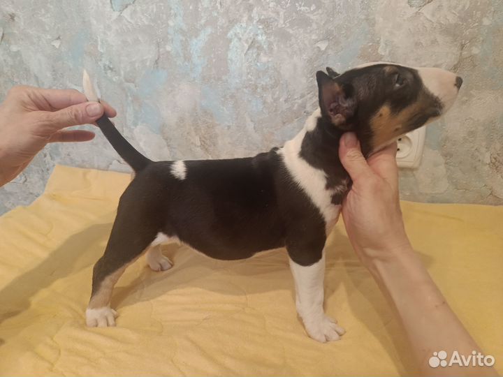 Стандартный бультерьер