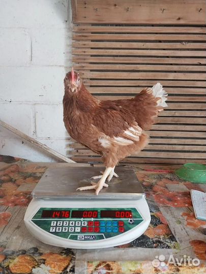 Куры молодки несушки