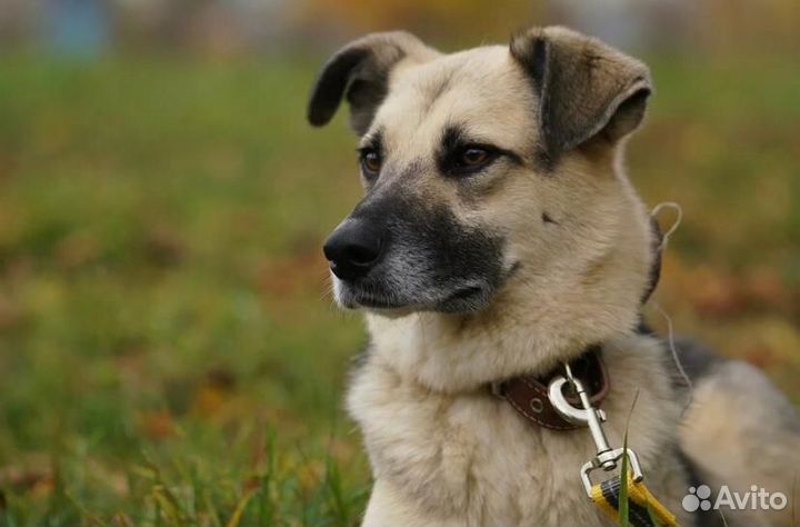 Я буду самым верным. Возьми меня