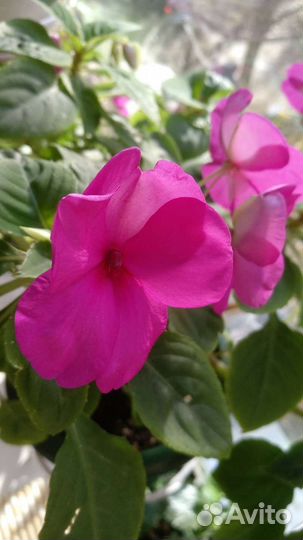 Бальзамин комнатный