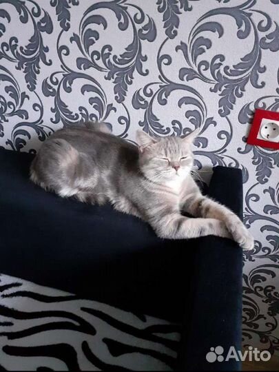 Шотландснские котята
