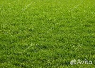 Продажа Рулонного газона