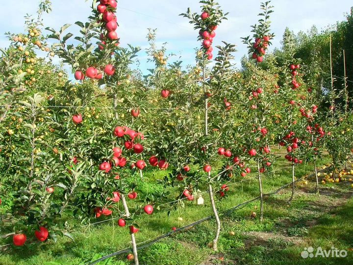 Саженцы яблони сорт Ambrosia(Амброзия)