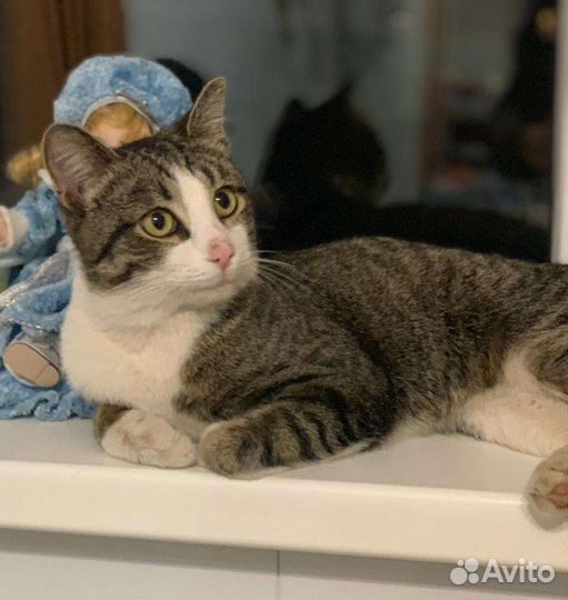 Кот Василий ищет дом