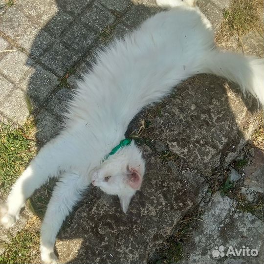 Белоснежный котик