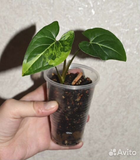 Сингониумы