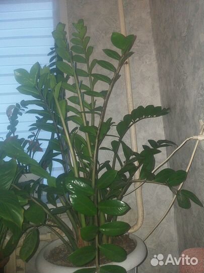 Замиокулькас зензи