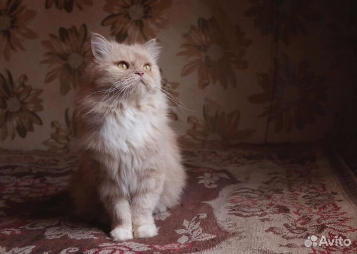 Персидская кошка