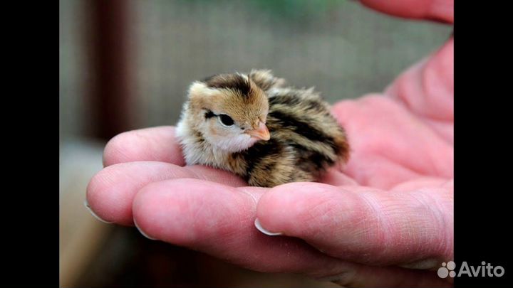 Перепелки суточные