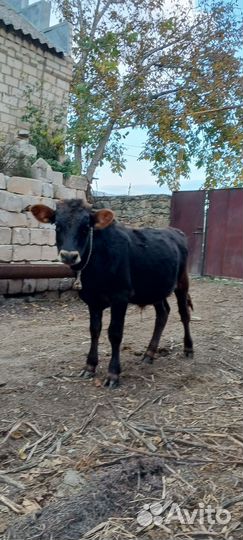 Корова телята и бычки