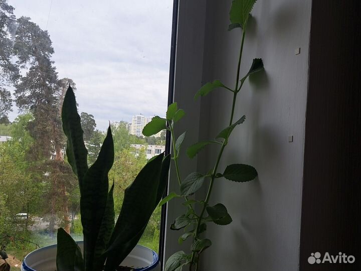 Комнатная мята