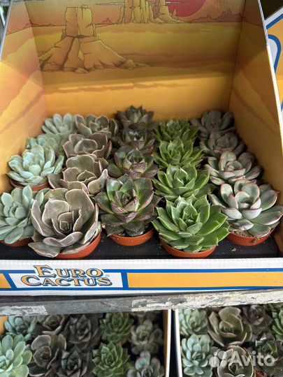 Суккуленты комнатное растение