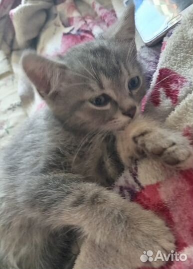 Котята от британской кошки бесплатно