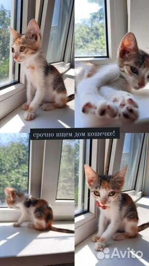 Кошки в добрые руки