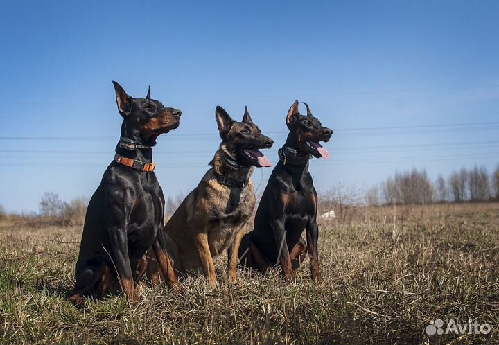 Кинолог, зоопсихолог*