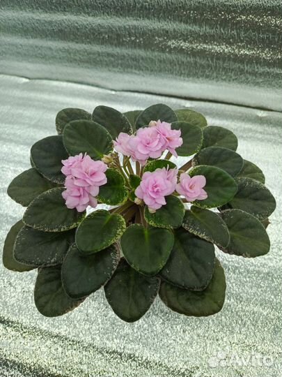 Детки сортовых фиалок