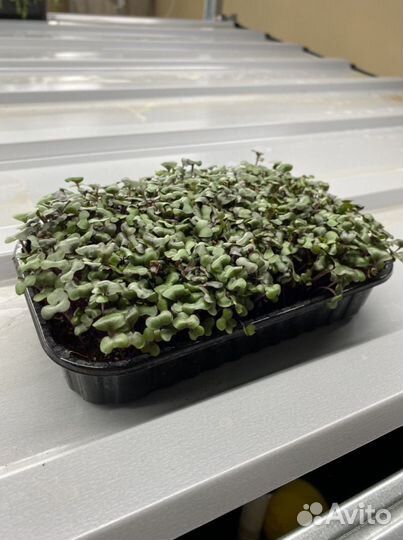 Микрозелень