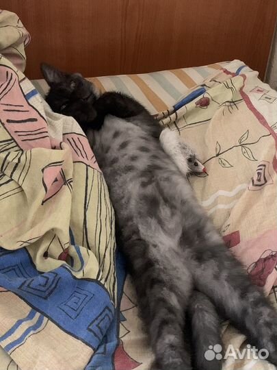 Британский котенок